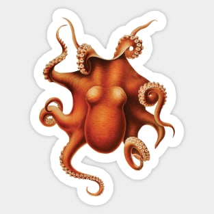 Octopus (Vintage Illustration) Sticker